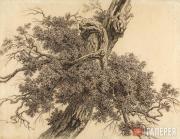 Galaktionov Stepan. Tree. Early 1800s