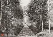 М.В. Якунчикова-Вебер (?) Березовая аллея. 1897–1899 М.В. Якунчикова-Вебер (?) Березовая аллея. 1897–1899