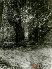 Lime tree alley at Domotkanovo Lime tree alley at Domotkanovo