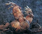 Варда Агнес Варда Агнес