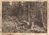 Срубленное дерево в лесу. 1870