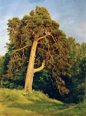 Сосна. Мерикюль. 1894