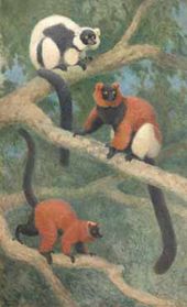 Диморфизм у лемуров. 1934
