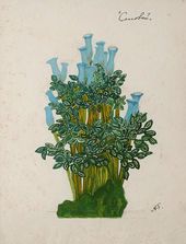 А.Я. ГОЛОВИН. Эскиз растения в саду Императора I, «Соловей». 1918
