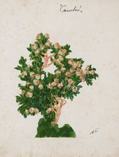 А.Я. ГОЛОВИН. Эскиз растения в саду Императора IV, «Соловей». 1918