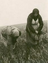 Прополка пшеницы в поле. [1942–1944]