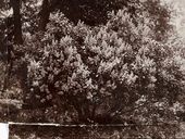 Фотография из личного собрания М.А. Врубеля. Куст сирени на хуторе Н.Н. Ге (хутор Ивановский, Черниговская губерния). [1901]