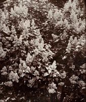 Фотография из личного собрания М.А. Врубеля. Куст сирени на хуторе Н.Н. Ге (хутор Ивановский, Черниговская губерния). [1901]