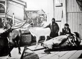 ПАВИЛЬОН КРАЙНЕГО СЕВЕРА НА НИЖЕГОРОДСКОЙ ВЫСТАВКЕ 1896 ГОДА. ФОТОГРАФИЯ
