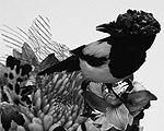 mmoma_news_09_03_th.jpg
